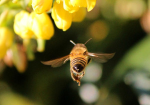honey-bee-68166_640_by_JamesDeMers_pixabay.com_CC0